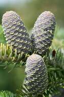 Image of Korean Fir