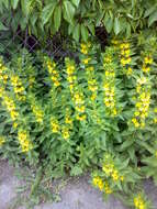 Image of Dotted Loosestrife