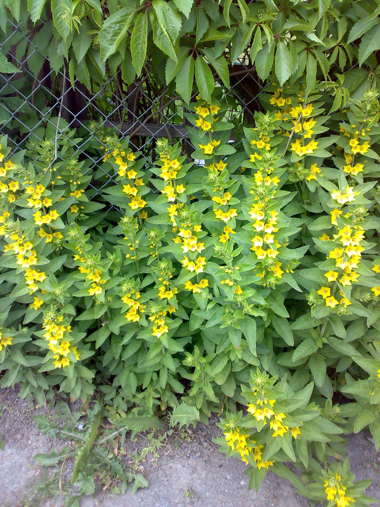 Image of Dotted Loosestrife