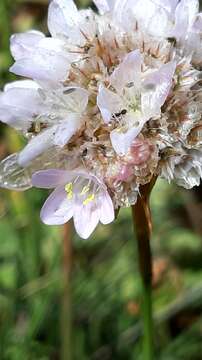 صورة Armeria welwitschii Boiss.