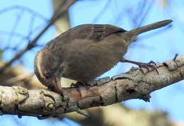 Crithagra gularis humilis (Bonaparte 1850)的圖片