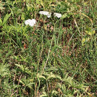 Image of yarrow, milfoil