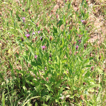 Image of brown knapweed