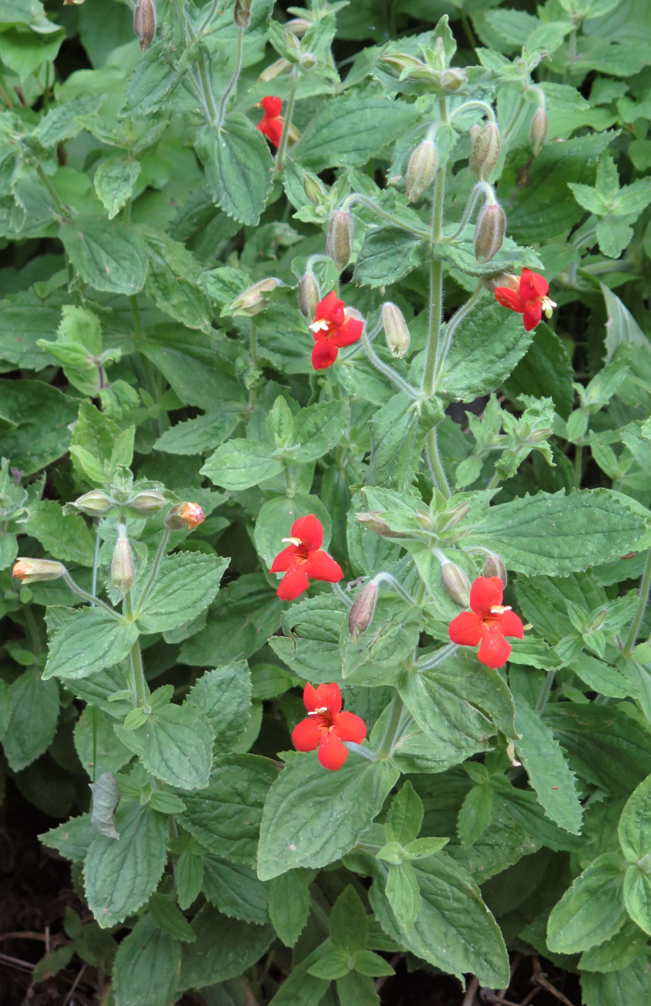 Plancia ëd Mimulus