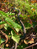 Image of San Francisco garter snake