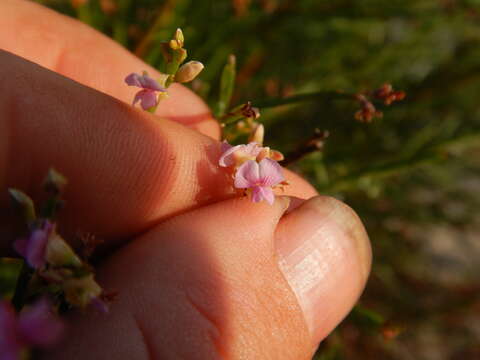 Слика од Jacksonia thesioides Benth.