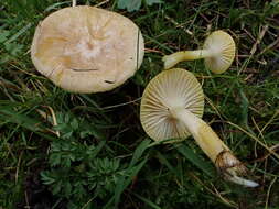 Image of Hygrophorus lucorum Kalchbr. 1874