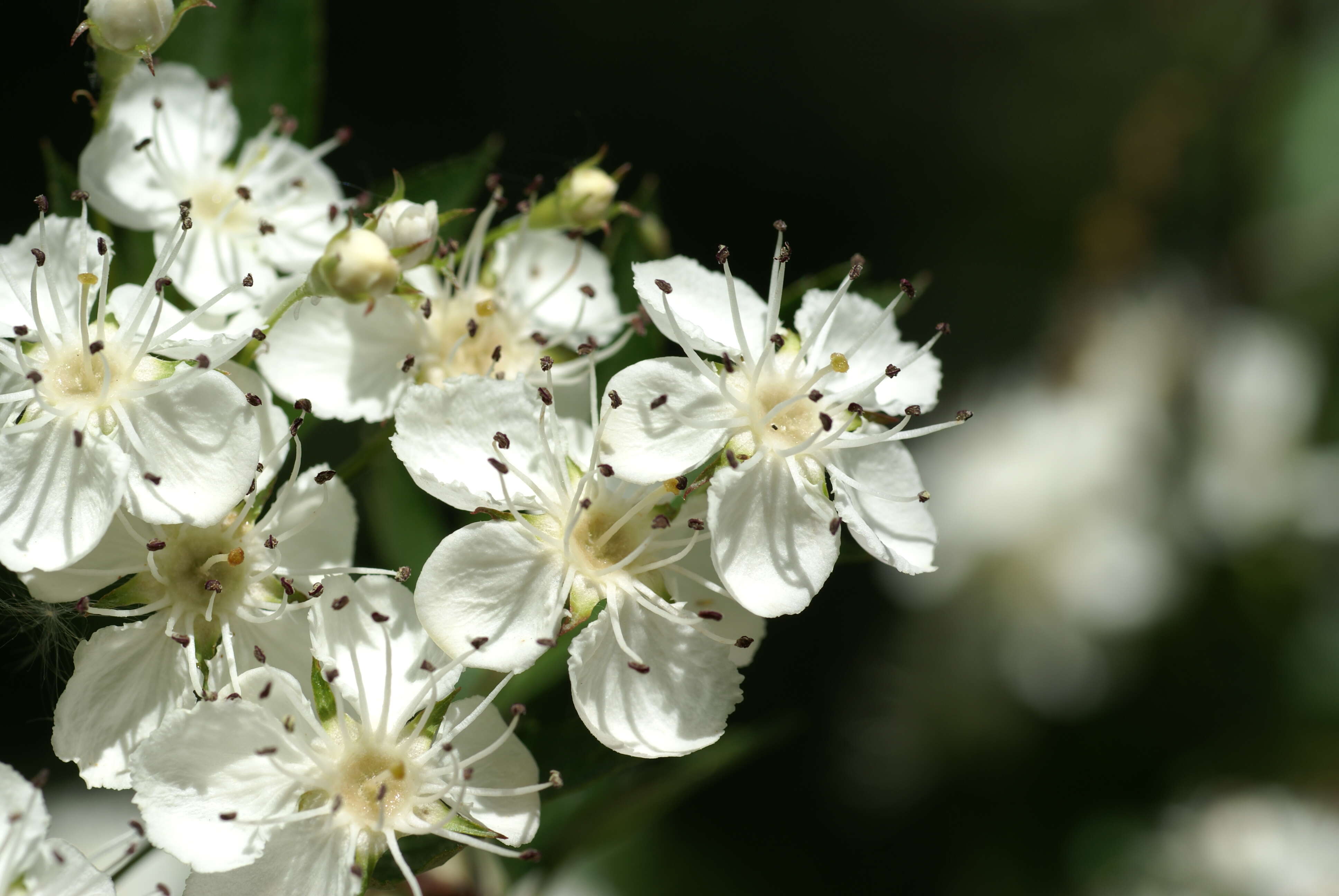 Слика од Crataegus rhipidophylla Gand.