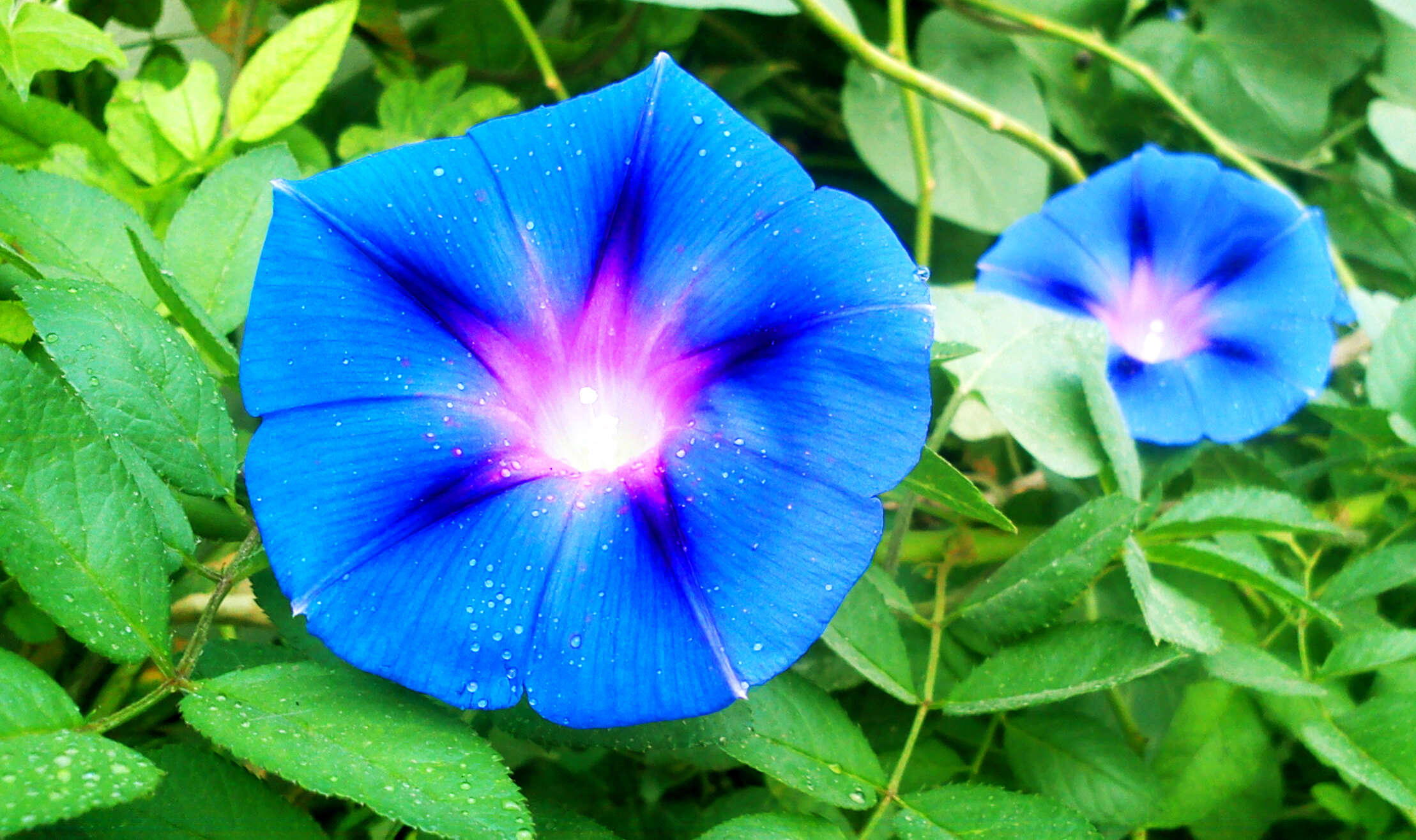 Image of tall morning-glory