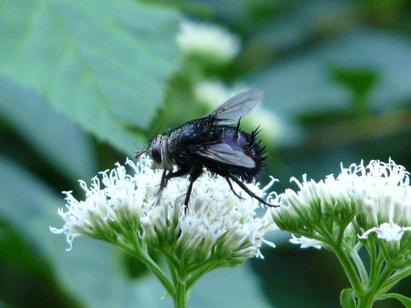 صورة Juriniopsis adusta (Wulp 1890)