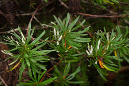 Image of Banksia neoanglica (A. S. George) Stimpson & J. J. Bruhl