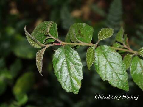 Image de Viburnum parvifolium Hayata