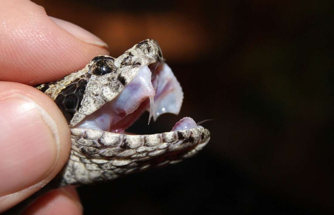 Imagem de Bothrops venezuelensis Sandner-Montilla 1952