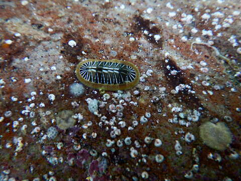 Image de Chiton albolineatus Broderip & G. B. Sowerby I 1829