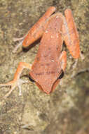 Image of Polypedates discantus Rujirawan, Stuart & Aowphol 2013