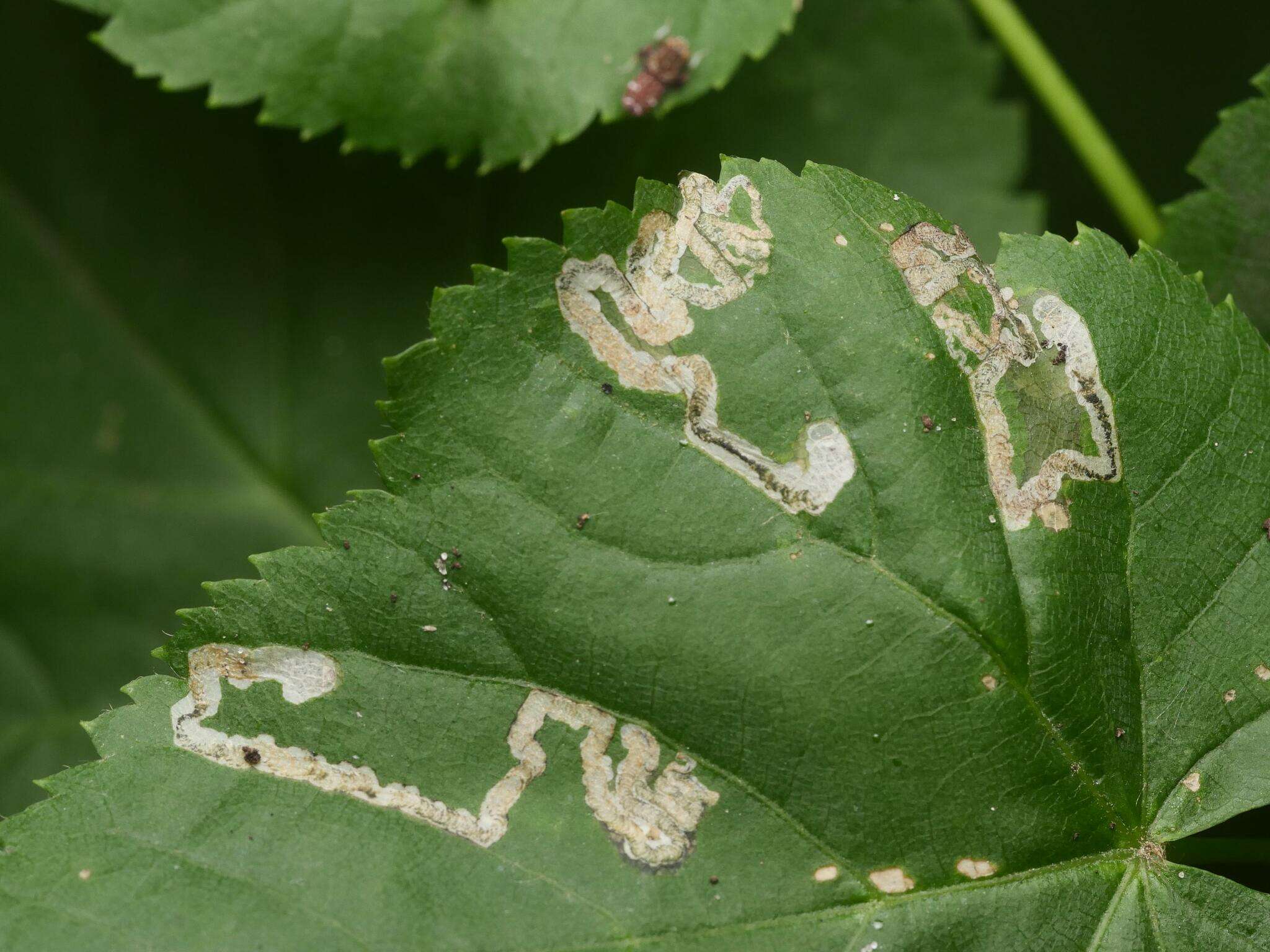 Image of Stigmella tiliae (Frey 1856) Beirne 1945