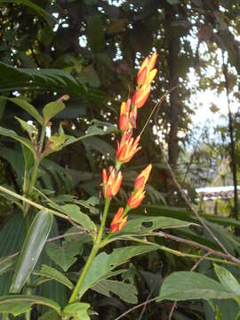 Image of Sanchezia tarapotensis Leonard & L. B. Sm.