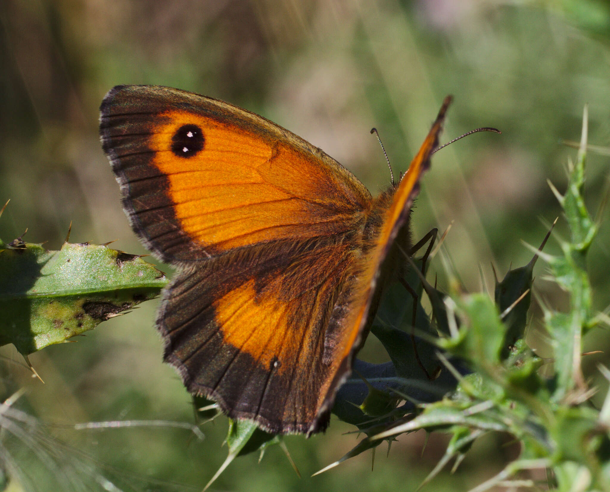 Image of hedge brown