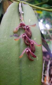 Image of hairy bonnet orchid