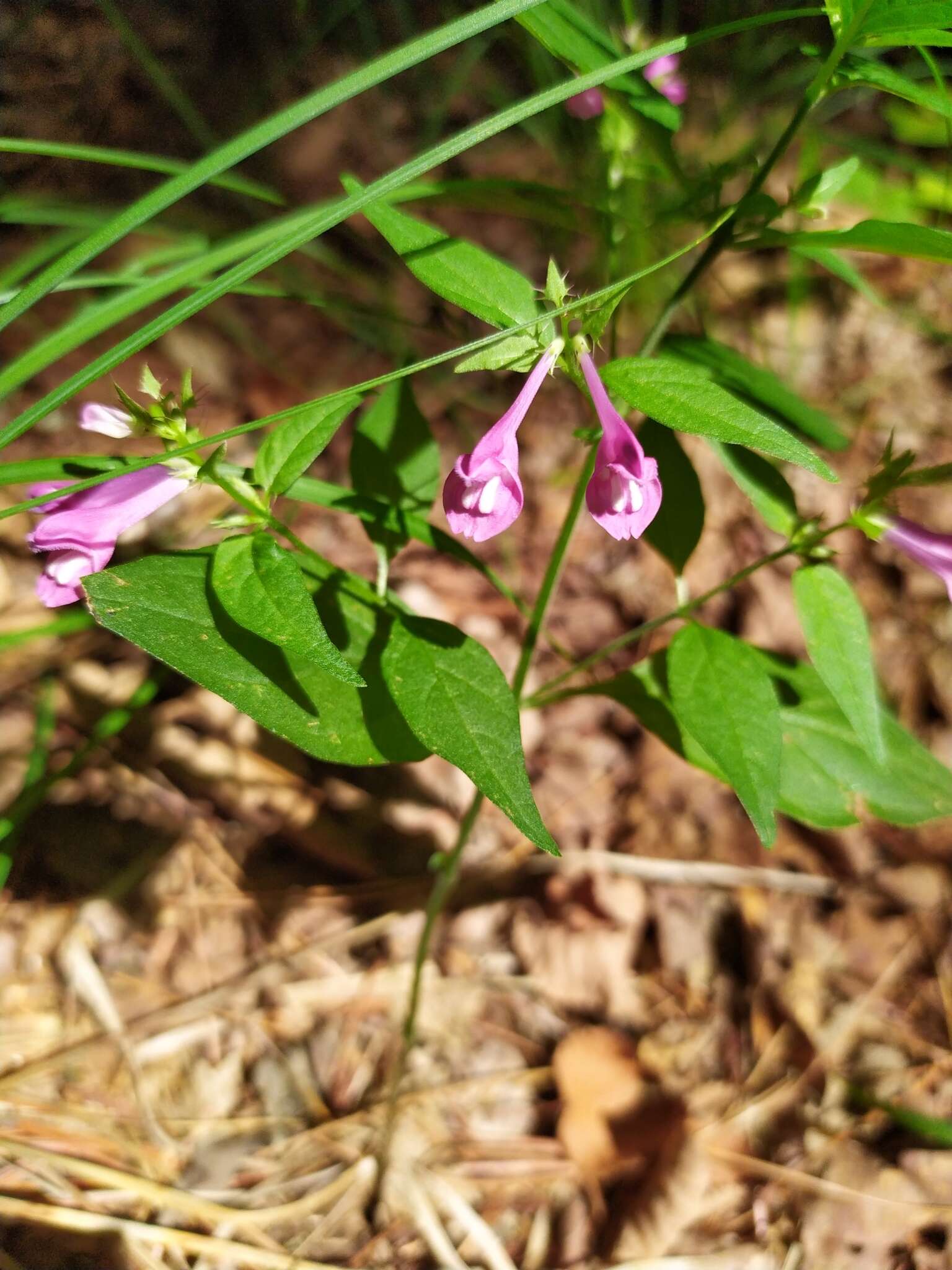 Image of Melampyrum roseum Maxim.