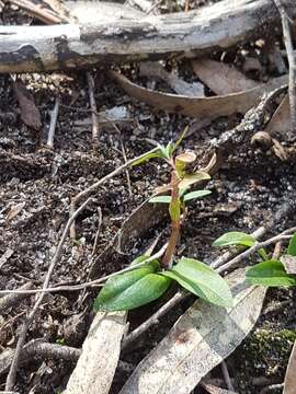 Imagem de Chiloglottis trapeziformis Fitzg.