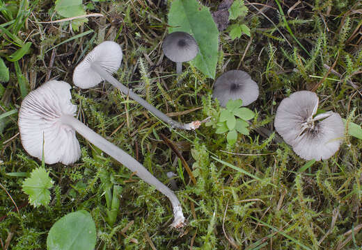 Image of Entoloma exile (Fr.) Hesler 1967