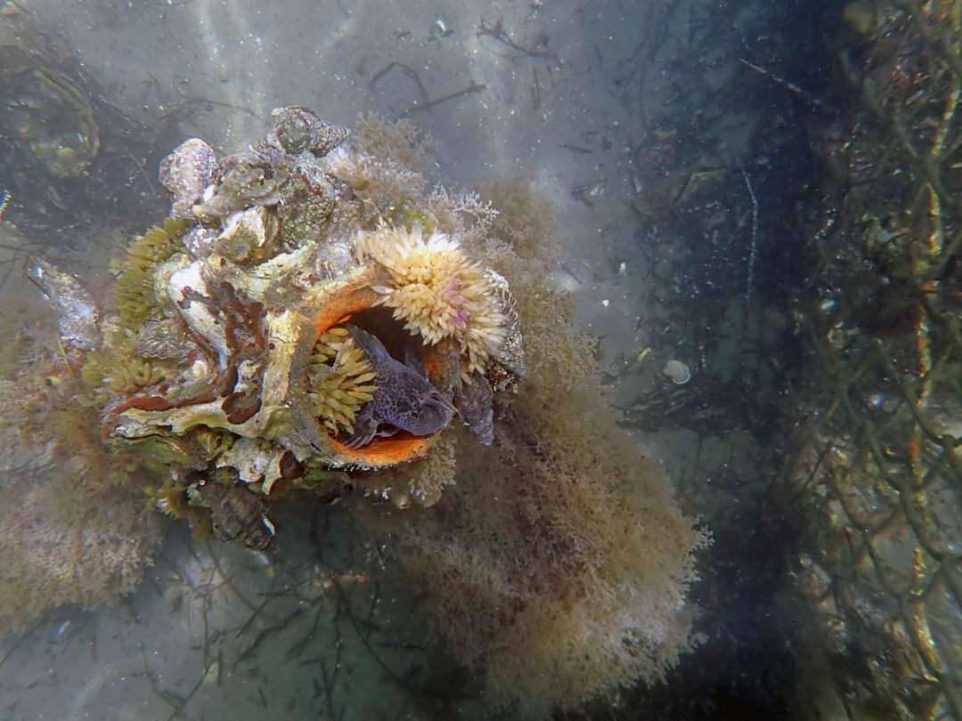 Image of Bay blenny