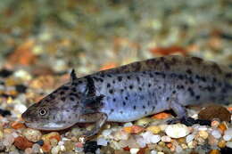 Imagem de Ambystoma mexicanum (Shaw & Nodder 1798)