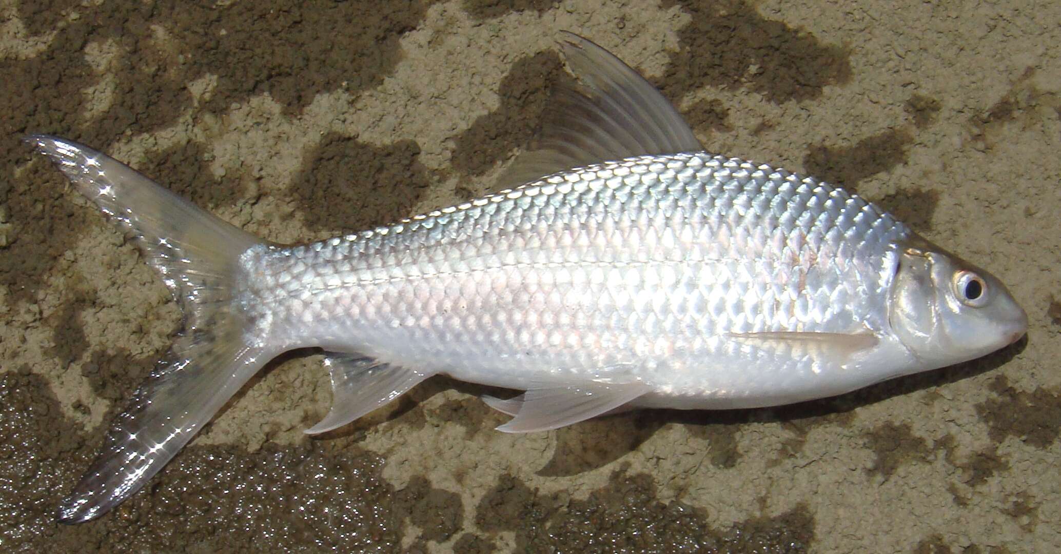 Image of Mrigal Carp