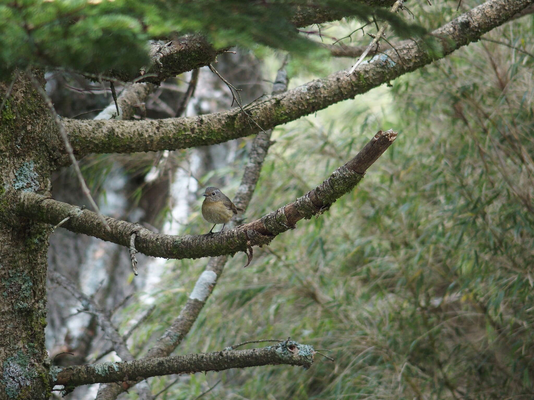 Image of Collared Bush Robin