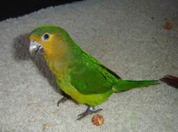 Image of Brown-throated Parakeet