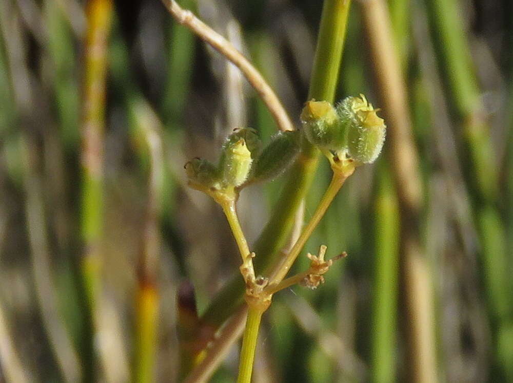 Deverra denudata subsp. aphylla (Cham. & Schltdl.) Pfisterer & Podl.的圖片