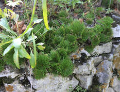 Selaginella tamariscina (Beauv.) Spring resmi