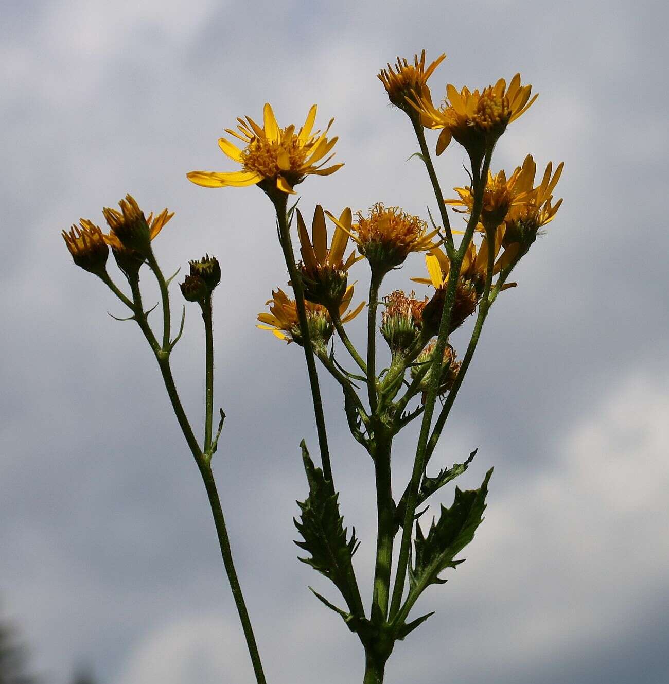 Слика од Jacobaea subalpina (W. D. J. Koch) Pelser & Veldkamp