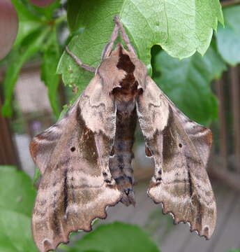 Image of blinded sphinx