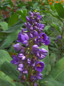 Image of Blue ginger