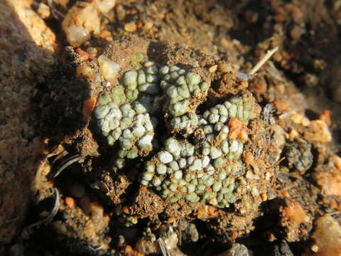 Image of cracked lichen