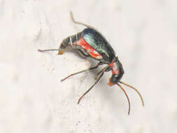 Cyrtosus cyanipennis resmi