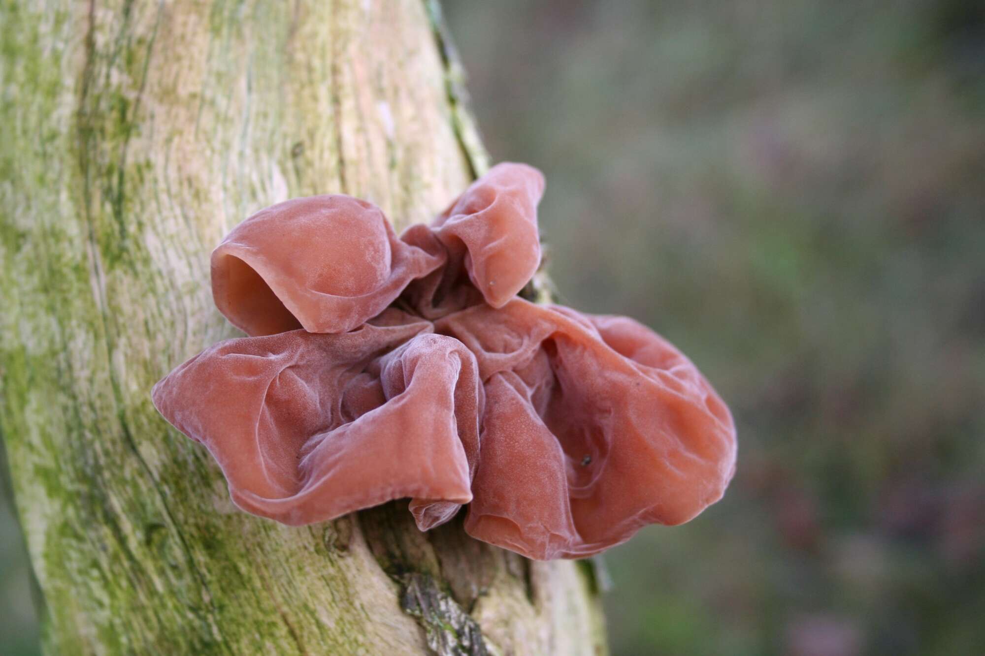 Image of Auricularia