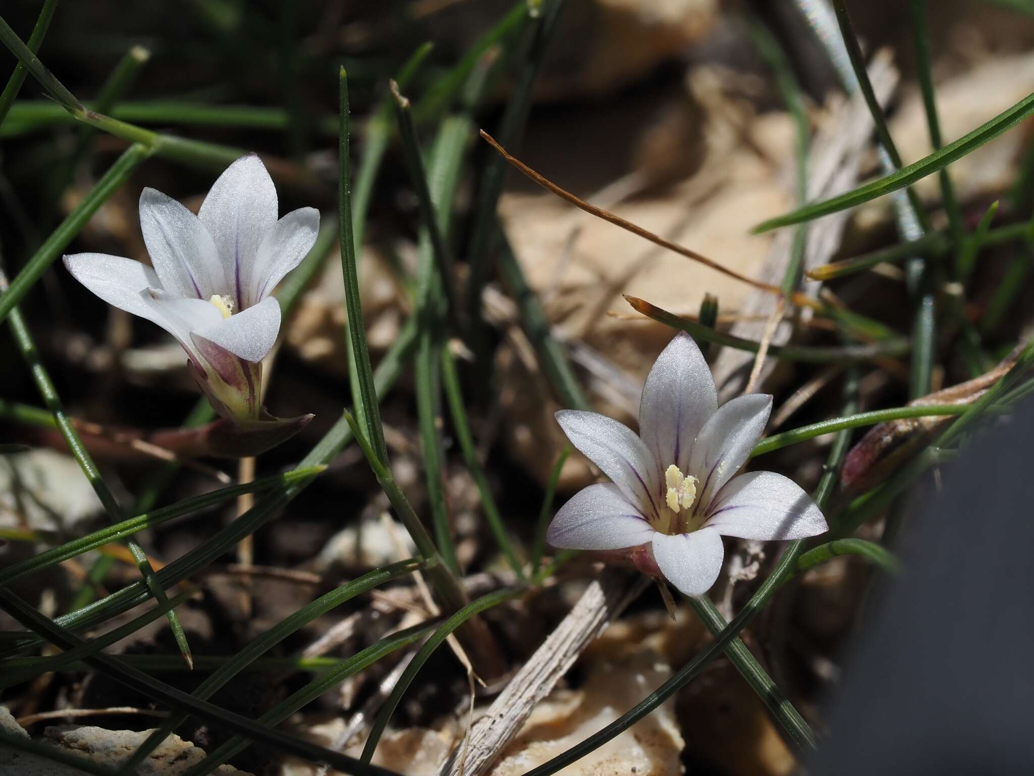 Romulea columnae subsp. assumptionis (Font Quer) O. Bolòs, Vigo, Masalles & Ninot的圖片