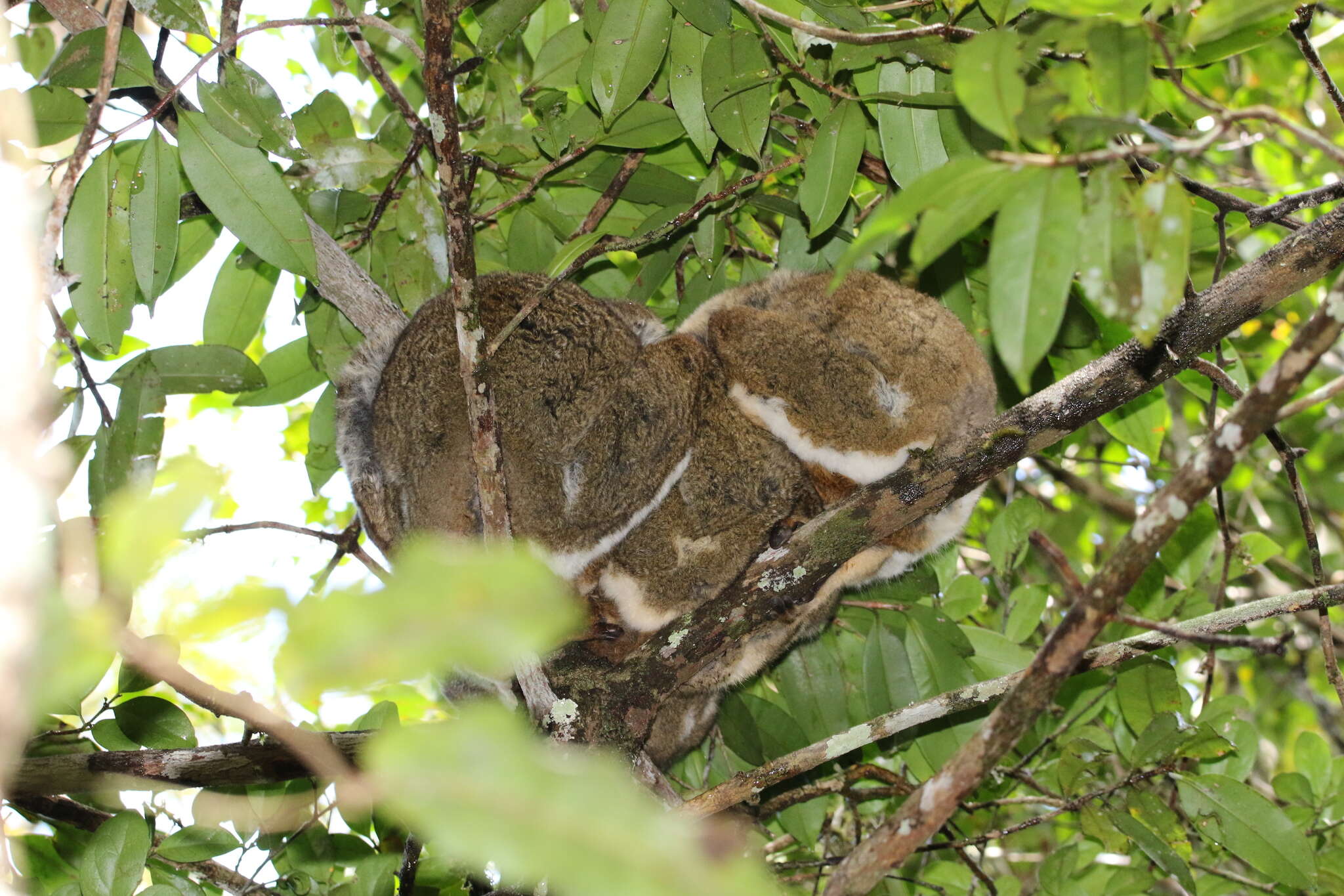 Image of Woolly Lemur