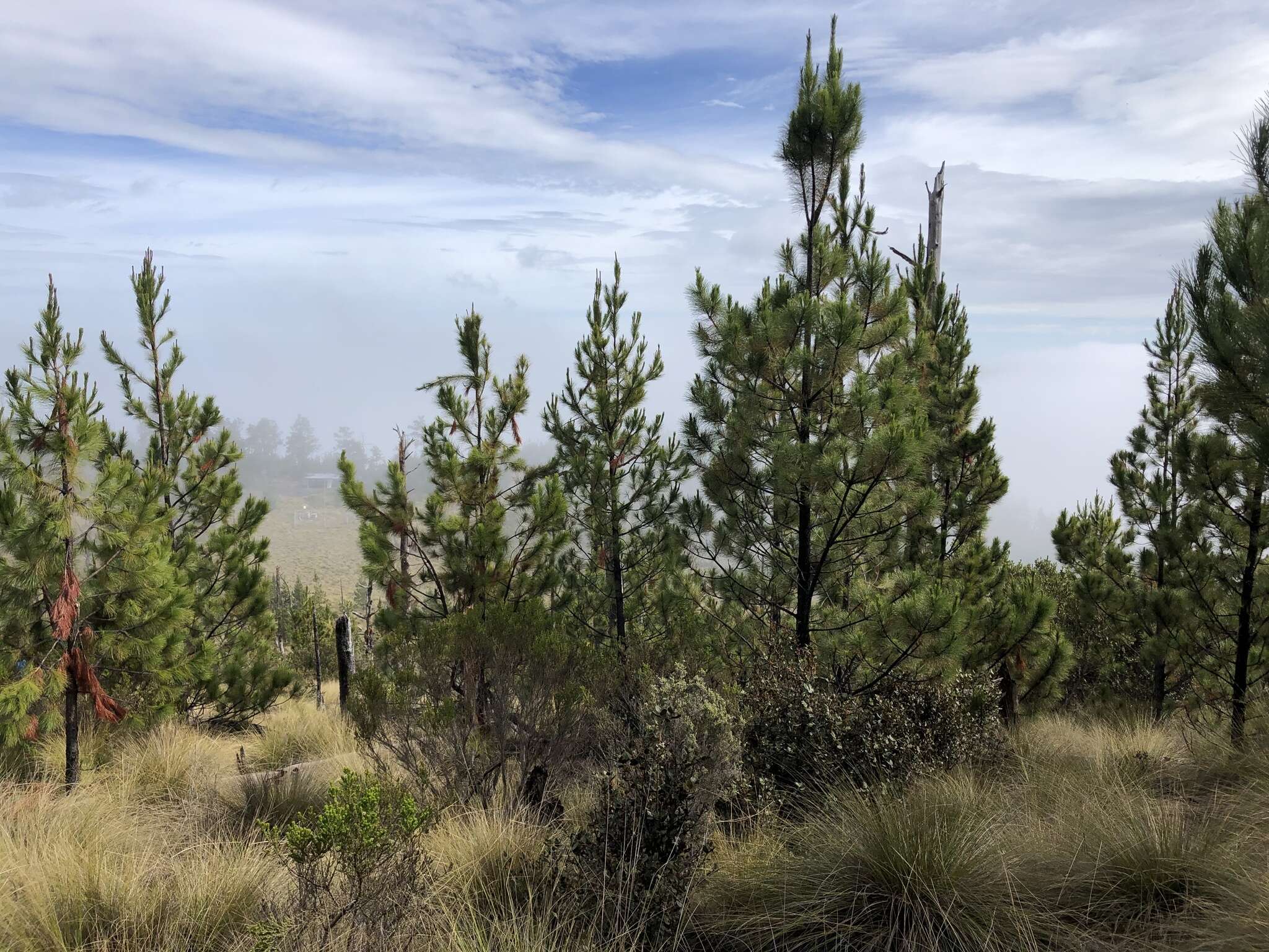 Image of Hispaniolan Pine