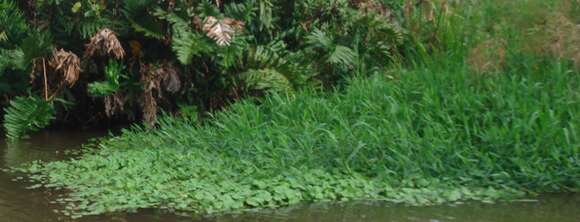 Image of Broad-Leaf Rice