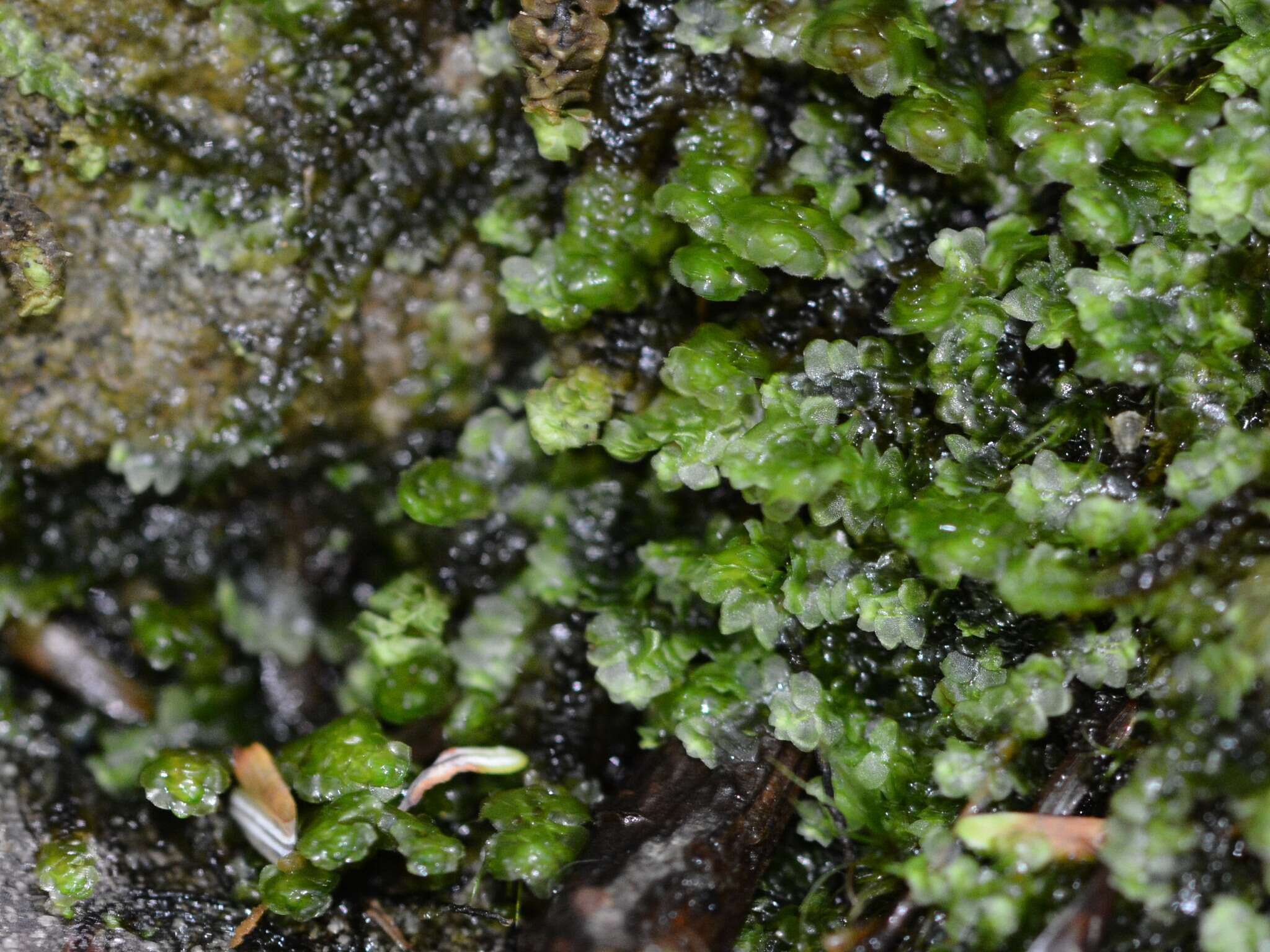 Image of Grove Earwort