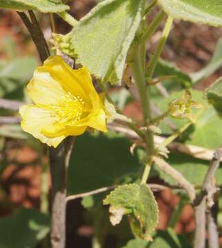 Image de Abutilon otocarpum F. Müll.