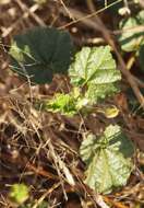 Imagem de Abutilon indicum (L.) Sweet