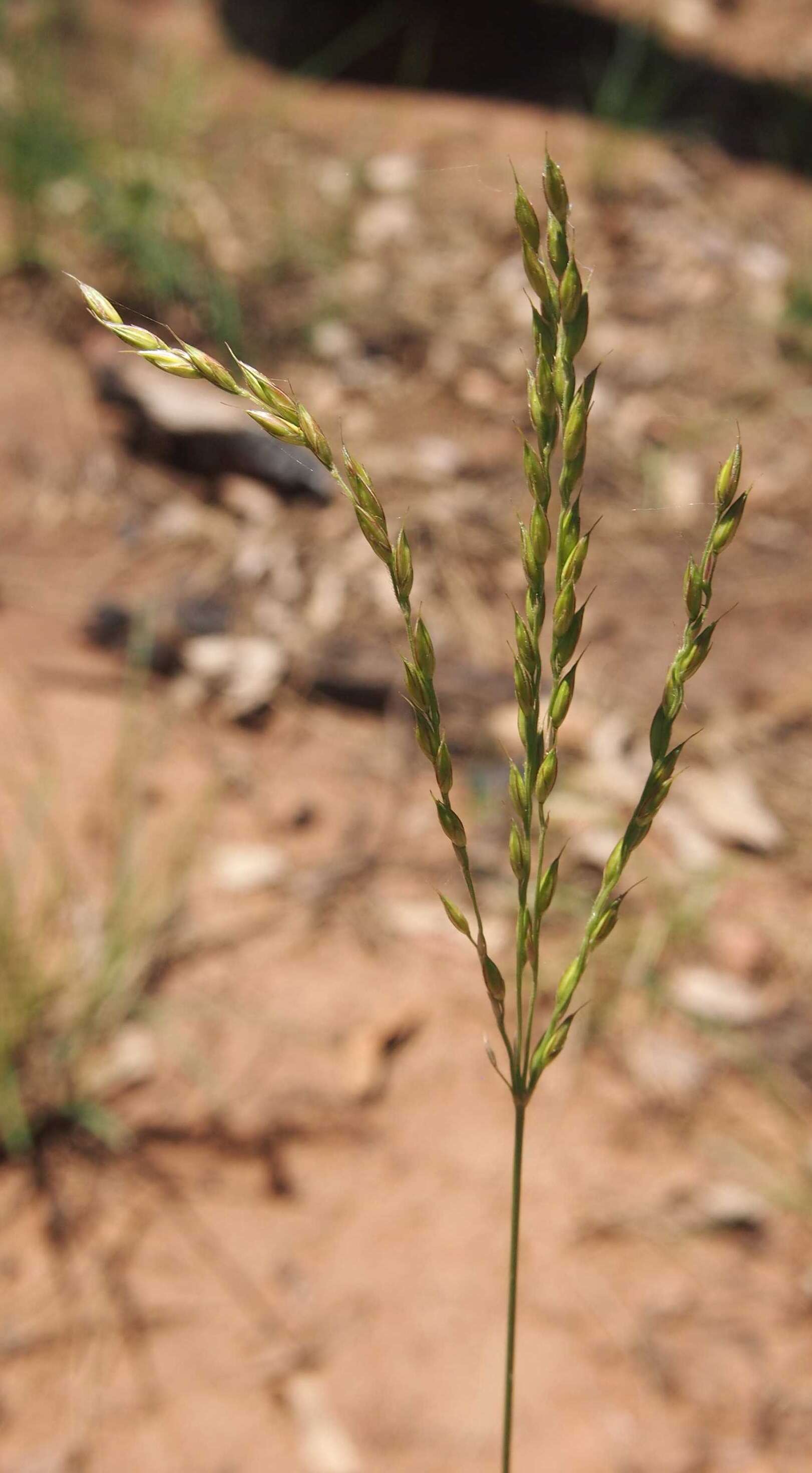 Image of Alloteropsis semialata (R. Br.) Hitchc.