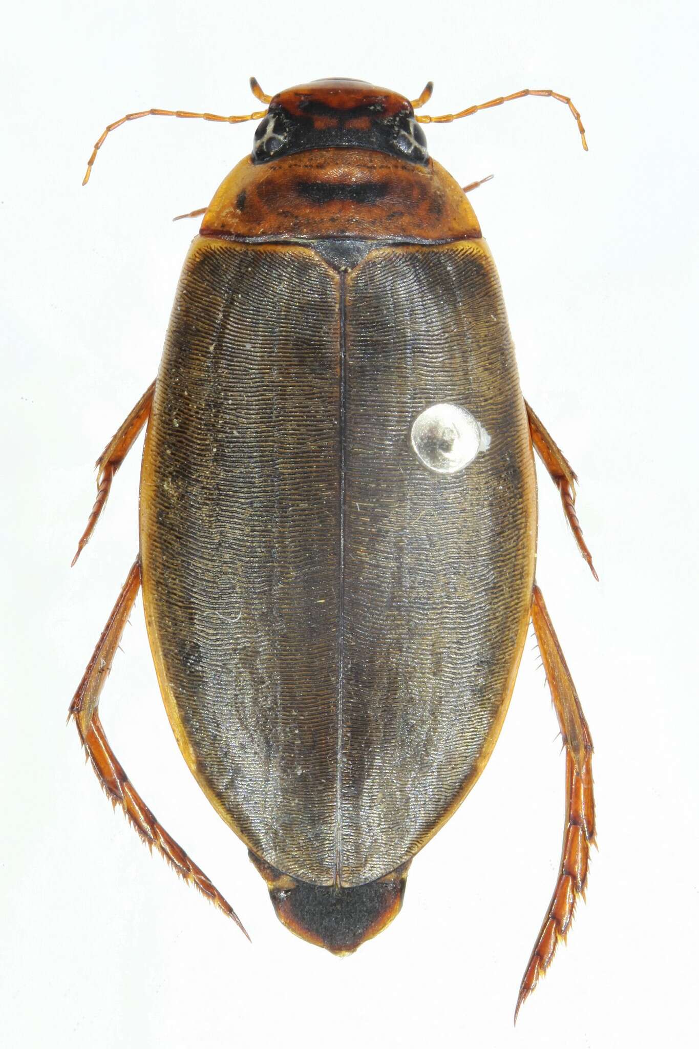 Image of Colymbetes striatus (Linnaeus 1758)