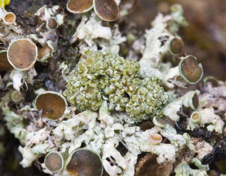 Image of Tremella christiansenii Diederich 1996