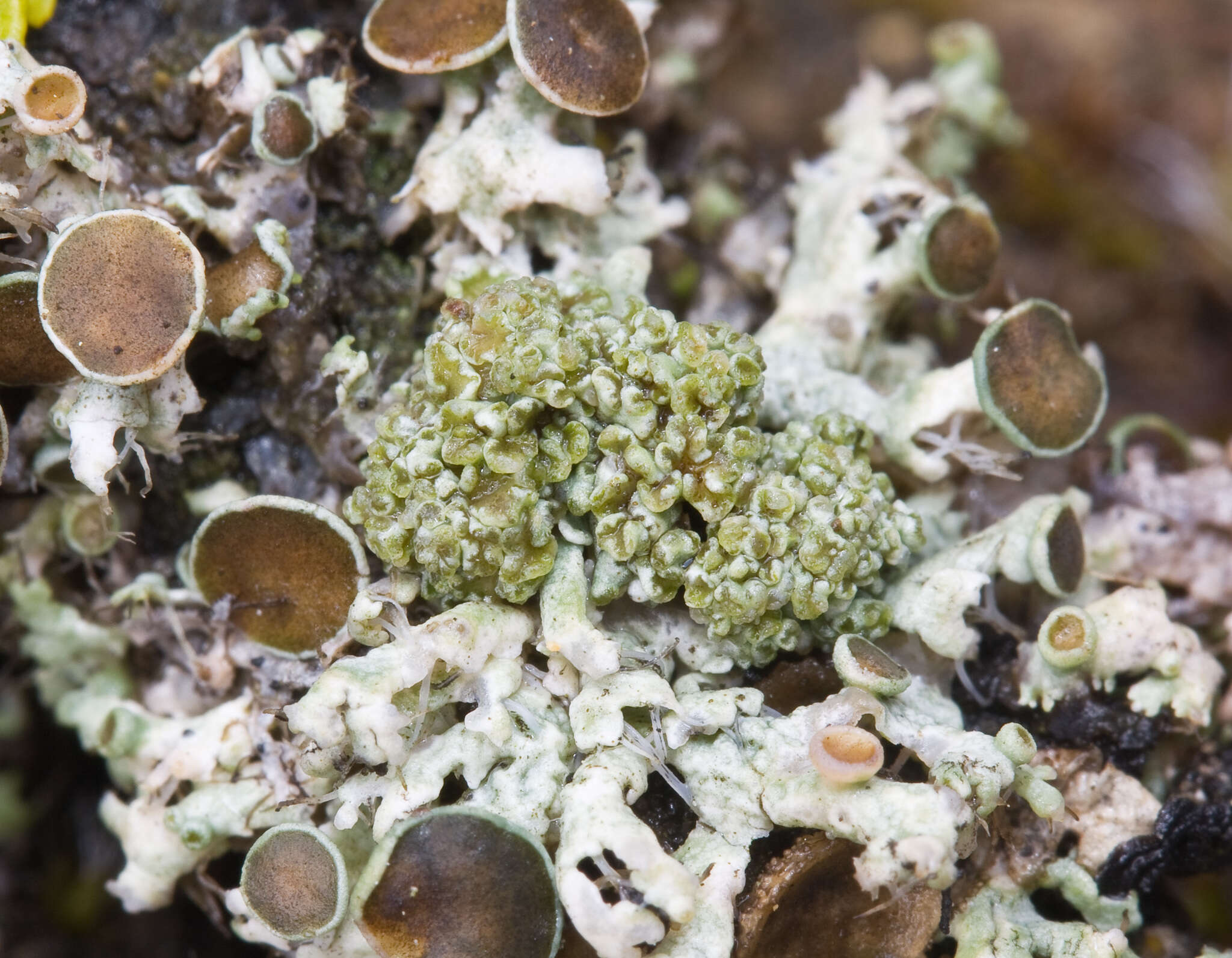 Image of Tremella christiansenii Diederich 1996